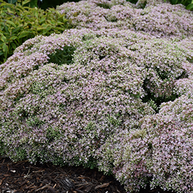 Plant Photo 10