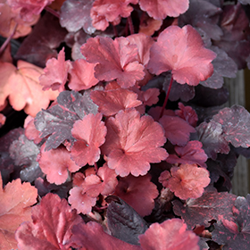Plant Photo 5