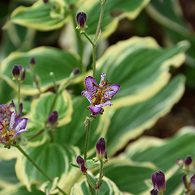 Plant Photo 9