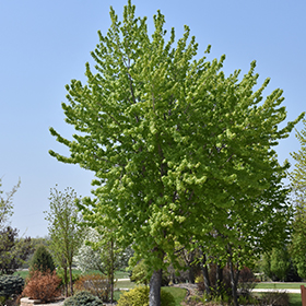 Plant Photo 9