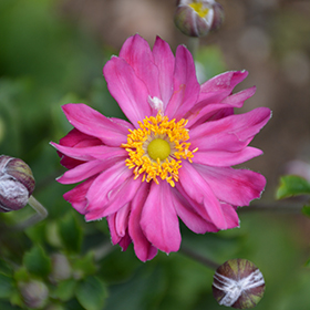 Plant Photo 1