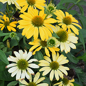 Plant Photo 3