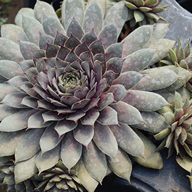 Plant Photo 9