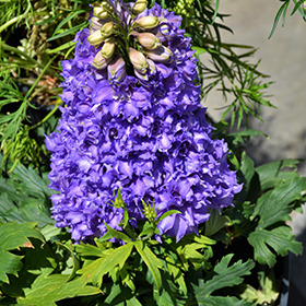 Plant Photo 5