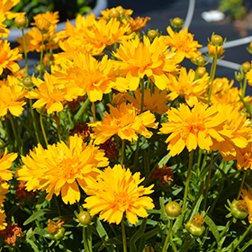 Plant Photo 2