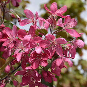 Plant Photo 3