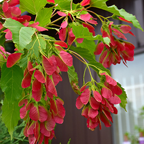 Plant Photo 3
