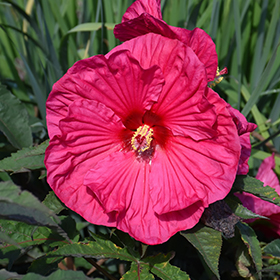 Plant Photo 2