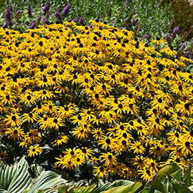 Plant Photo 7