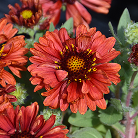 Plant Photo 1