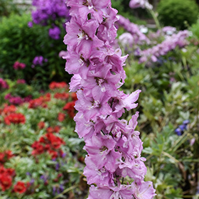 Plant Photo 6