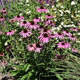 Plant Photo 8