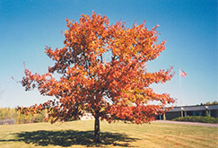 Red Oak (Quercus rubra) at Carleton Place Nursery
