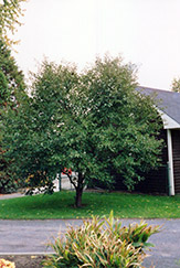 Montmorency Cherry (Prunus 'Montmorency') at Carleton Place Nursery