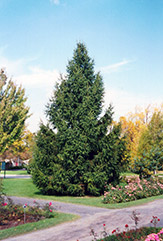 Norway Spruce (Picea abies) at Carleton Place Nursery