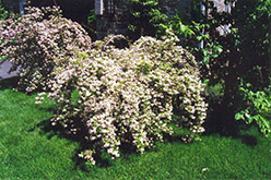 Beautybush (Kolkwitzia amabilis) at Carleton Place Nursery