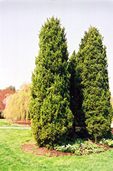 Eastern Redcedar (Juniperus virginiana) at Carleton Place Nursery