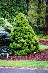 Dwarf Alberta Spruce (Picea glauca 'Conica') at Carleton Place Nursery