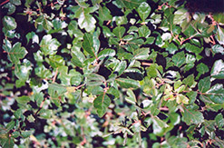 Fragrant Sumac (Rhus aromatica) at Carleton Place Nursery