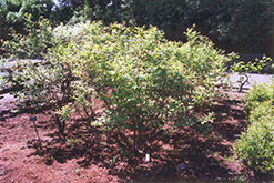 Northland Blueberry (Vaccinium corymbosum 'Northland') at Carleton Place Nursery