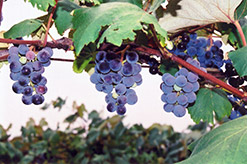 Concord Grape (Vitis 'Concord') at Carleton Place Nursery