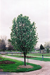 Columnar Oakleaf Mountain Ash (Sorbus x hybrida 'Fastigiata') at Carleton Place Nursery