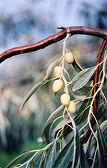 Russian Olive (Elaeagnus angustifolia) at Carleton Place Nursery
