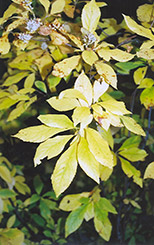 Summersweet (Clethra alnifolia) at Carleton Place Nursery