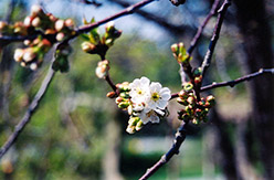 Montmorency Cherry (Prunus 'Montmorency') at Carleton Place Nursery