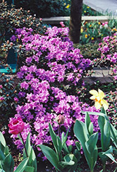 Ramapo Rhododendron (Rhododendron 'Ramapo') at Carleton Place Nursery