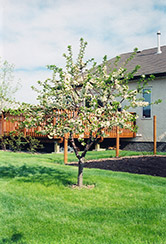 Evans Cherry (Prunus 'Evans') at Carleton Place Nursery