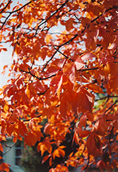 Ohio Buckeye (Aesculus glabra) at Carleton Place Nursery
