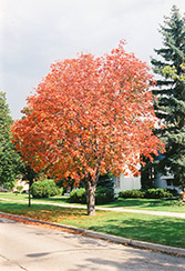 Ohio Buckeye (Aesculus glabra) at Carleton Place Nursery
