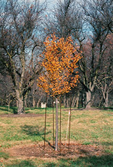 Lancelot Flowering Crab (Malus 'Lancelot') at Carleton Place Nursery