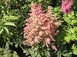 Country and Western Astilbe (Astilbe 'Country And Western') at Carleton Place Nursery