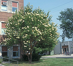 Copper Curls Pekin Lilac (Syringa pekinensis 'SunDak') at Carleton Place Nursery