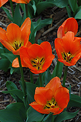 Praestans Fusilier Tulip (Tulipa 'Praestans Fusilier') at Carleton Place Nursery