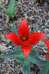 Red Riding Hood Tulip (Tulipa 'Red Riding Hood') at Carleton Place Nursery