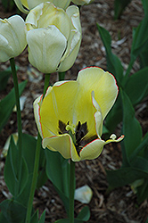 Jewel of Spring Tulip (Tulipa 'Jewel of Spring') at Carleton Place Nursery