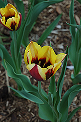 Gavota Tulip (Tulipa 'Gavota') at Carleton Place Nursery