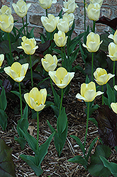 Yellow Present Tulip (Tulipa 'Yellow Present') at Carleton Place Nursery