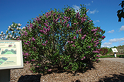 Sensation Lilac (Syringa vulgaris 'Sensation') at Carleton Place Nursery