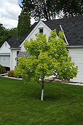 Princeton Gold Maple (Acer platanoides 'Princeton Gold') at Carleton Place Nursery