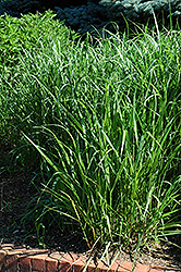 Switch Grass (Panicum virgatum) at Carleton Place Nursery