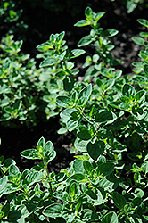 Oregano (Origanum vulgare) at Carleton Place Nursery