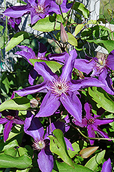 Lady Betty Balfour Clematis (Clematis 'Lady Betty Balfour') at Carleton Place Nursery