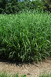 Silver Feather Maiden Grass (Miscanthus sinensis 'Silver Feather') at Carleton Place Nursery