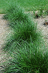 Tufted Hair Grass (Deschampsia cespitosa) at Carleton Place Nursery