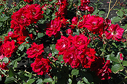 Champlain Rose (Rosa 'Champlain') at Carleton Place Nursery