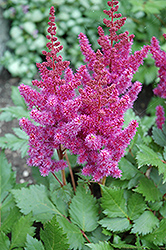 Visions Astilbe (Astilbe chinensis 'Visions') at Carleton Place Nursery